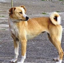 MAGGIE, Hund, Mischlingshund in Rumänien - Bild 3