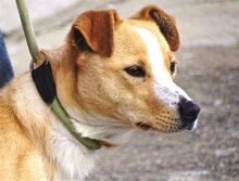 MAGGIE, Hund, Mischlingshund in Rumänien - Bild 4