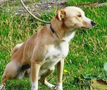 MAGGIE, Hund, Mischlingshund in Rumänien - Bild 5