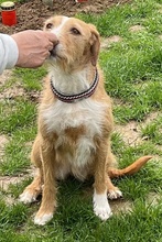 GINNY, Hund, Mischlingshund in Euskirchen - Bild 19