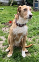 GINNY, Hund, Mischlingshund in Euskirchen - Bild 20