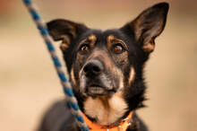 LESSIE, Hund, Deutscher Schäferhund-Mix in Slowakische Republik - Bild 2