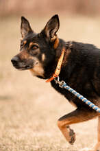 LESSIE, Hund, Deutscher Schäferhund-Mix in Slowakische Republik - Bild 8