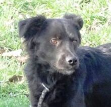 ARCHIE, Hund, Mischlingshund in Rumänien - Bild 1