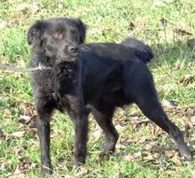 ARCHIE, Hund, Mischlingshund in Rumänien - Bild 2
