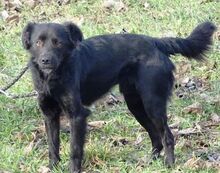 ARCHIE, Hund, Mischlingshund in Rumänien - Bild 4