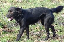 ARCHIE, Hund, Mischlingshund in Rumänien - Bild 5