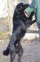 ARCHIE, Hund, Mischlingshund in Rumänien - Bild 6