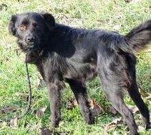 ARCHIE, Hund, Mischlingshund in Rumänien - Bild 7