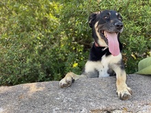 TOSCA, Hund, Mischlingshund in Italien - Bild 2