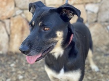 TOSCA, Hund, Mischlingshund in Italien - Bild 5