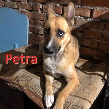PETRA, Hund, Mischlingshund in Bulgarien - Bild 1