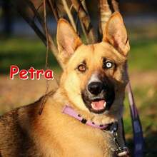 PETRA, Hund, Mischlingshund in Bulgarien - Bild 2