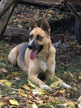 PETRA, Hund, Mischlingshund in Bulgarien - Bild 3