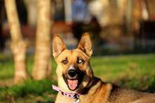 PETRA, Hund, Mischlingshund in Bulgarien - Bild 4