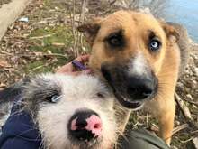 PETRA, Hund, Mischlingshund in Bulgarien - Bild 5