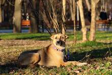 PETRA, Hund, Mischlingshund in Bulgarien - Bild 6