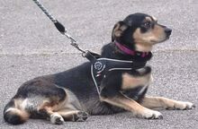 MASHA, Hund, Mischlingshund in Rumänien - Bild 4