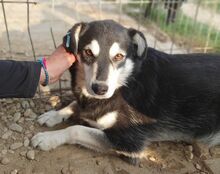 LEANA, Hund, Mischlingshund in Rumänien - Bild 2
