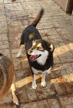 LEANA, Hund, Mischlingshund in Rumänien - Bild 3