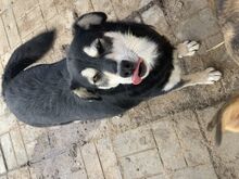LEANA, Hund, Mischlingshund in Rumänien - Bild 6