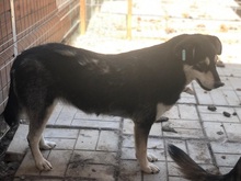 LEANA, Hund, Mischlingshund in Rumänien - Bild 8