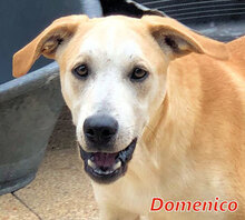 DOMENICO, Hund, Mischlingshund in Italien - Bild 1