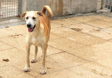 DOMENICO, Hund, Mischlingshund in Italien - Bild 3