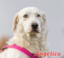 ANGELICA, Hund, Mischlingshund in Suckow - Bild 1