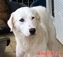 ANGELICA, Hund, Mischlingshund in Suckow - Bild 11