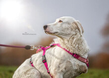 ANGELICA, Hund, Mischlingshund in Suckow - Bild 3