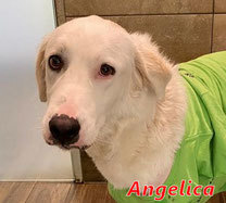 ANGELICA, Hund, Mischlingshund in Suckow - Bild 5