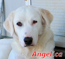 ANGELICA, Hund, Mischlingshund in Suckow - Bild 8