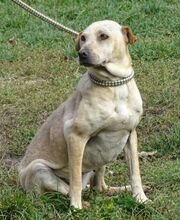 ELLA, Hund, Mischlingshund in Rumänien - Bild 2