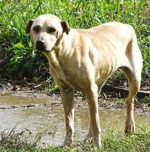 ELLA, Hund, Mischlingshund in Rumänien - Bild 3