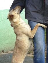 ELLA, Hund, Mischlingshund in Rumänien - Bild 5