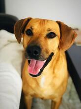 ASTON, Hund, Mischlingshund in Slowakische Republik - Bild 1