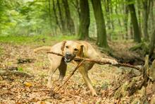 ASTON, Hund, Mischlingshund in Slowakische Republik - Bild 4