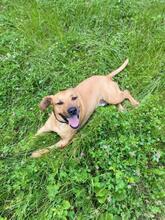 ASTON, Hund, Mischlingshund in Slowakische Republik - Bild 5
