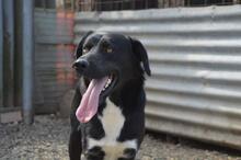 CHARLIEY71, Hund, Mischlingshund in Slowakische Republik - Bild 10