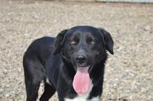 CHARLIEY71, Hund, Mischlingshund in Slowakische Republik - Bild 11