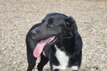 CHARLIEY71, Hund, Mischlingshund in Slowakische Republik - Bild 7