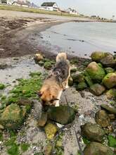 TIMON, Hund, Deutscher Schäferhund-Mix in Darmstadt - Bild 11