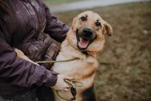 LUIGI, Hund, Mischlingshund in Slowakische Republik - Bild 2