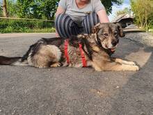 EMILY, Hund, Mischlingshund in Celle - Bild 2