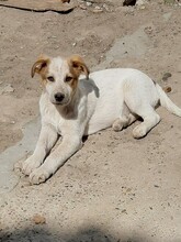 SIMI, Hund, Mischlingshund in Rumänien - Bild 1
