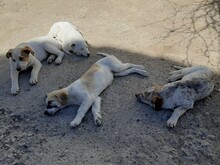 SIMI, Hund, Mischlingshund in Rumänien - Bild 10