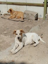 SIMI, Hund, Mischlingshund in Rumänien - Bild 11