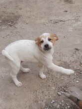 SIMI, Hund, Mischlingshund in Rumänien - Bild 13