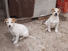 SIMI, Hund, Mischlingshund in Rumänien - Bild 14